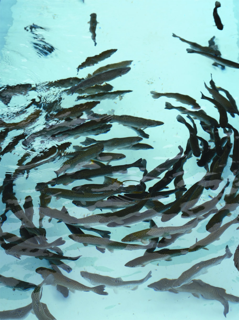 Industrial-Oxygen---Fish-Farms 养鱼场 /孵化场