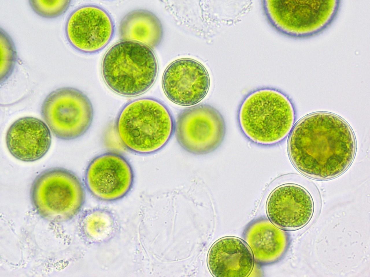 Labs - Algae and Sparging 藻类散发